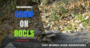 Exploring the Possibilities: Can Mushrooms Thrive on Rocks?