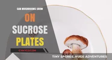 Sweet Cultivation: Exploring Mushroom Growth on Sucrose Plates