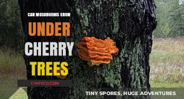 Cherry Trees and Mushrooms: A Symbiotic Relationship Unveiled