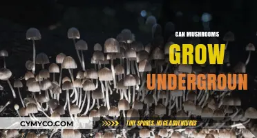 Exploring the Hidden World: Can Mushrooms Thrive Underground?