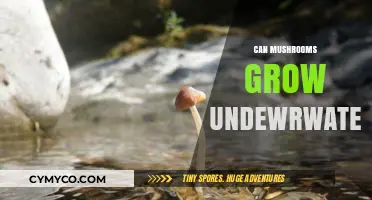 Exploring the Depths: Can Mushrooms Thrive Underwater?
