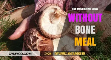 Exploring Organic Mushroom Cultivation Without Bone Meal