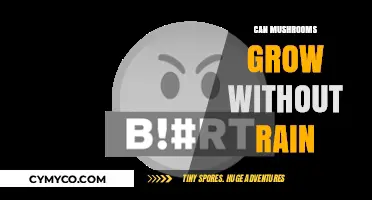 Exploring the Resilience of Mushrooms in Dry Conditions