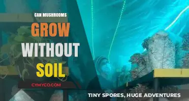 Exploring the Possibilities: Can Mushrooms Thrive Without Soil?