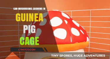 Exploring the Safety of Mushrooms in Guinea Pig Habitats