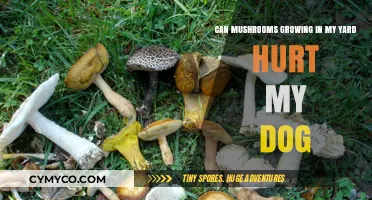 Toxic Mushrooms in Your Yard: A Hidden Danger for Your Dog
