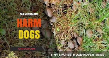 Can Mushrooms Harm Dogs: A Comprehensive Guide for Pet Owners