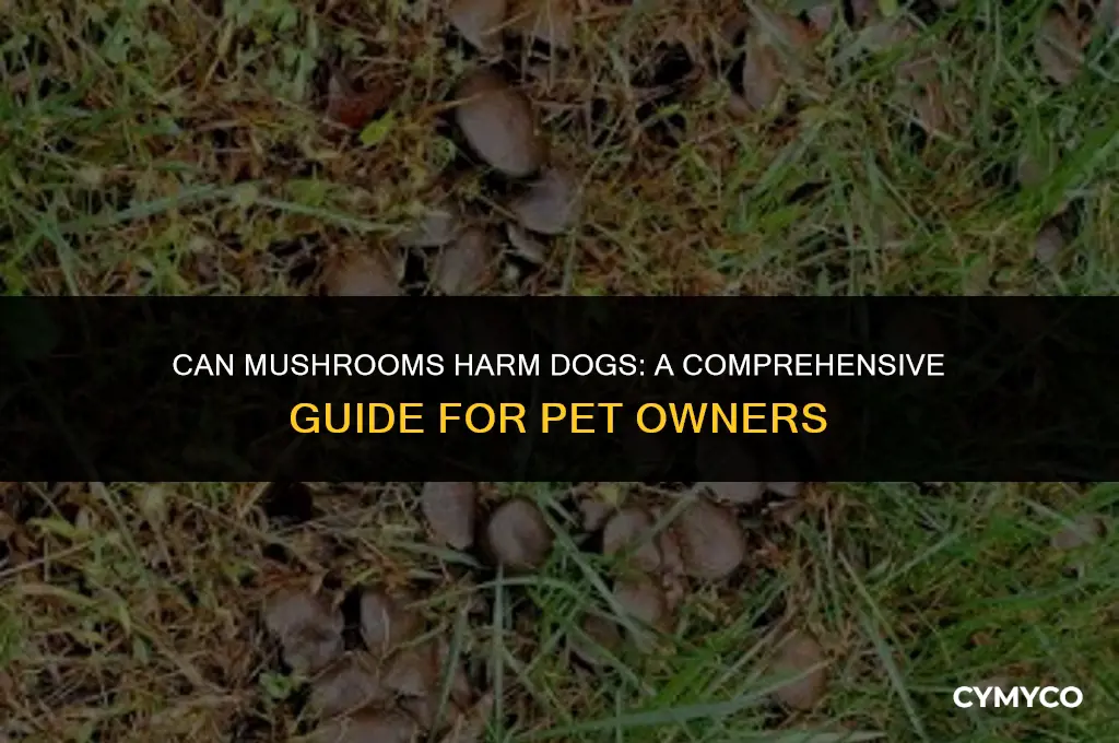 can mushrooms harm dogs