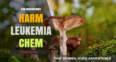 Exploring the Effects of Mushrooms on Leukemia Chemotherapy