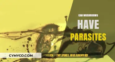 Exploring the Hidden World: Can Mushrooms Host Parasites?