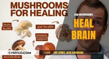 Exploring the Potential of Mushrooms in Brain Health and Healing