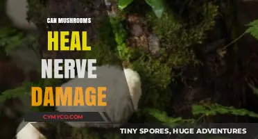 Exploring the Potential of Mushrooms in Healing Nerve Damage