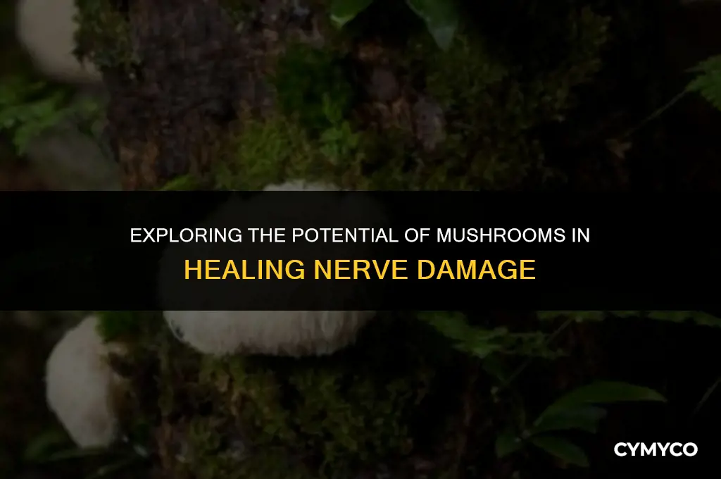 can mushrooms heal nerve damage