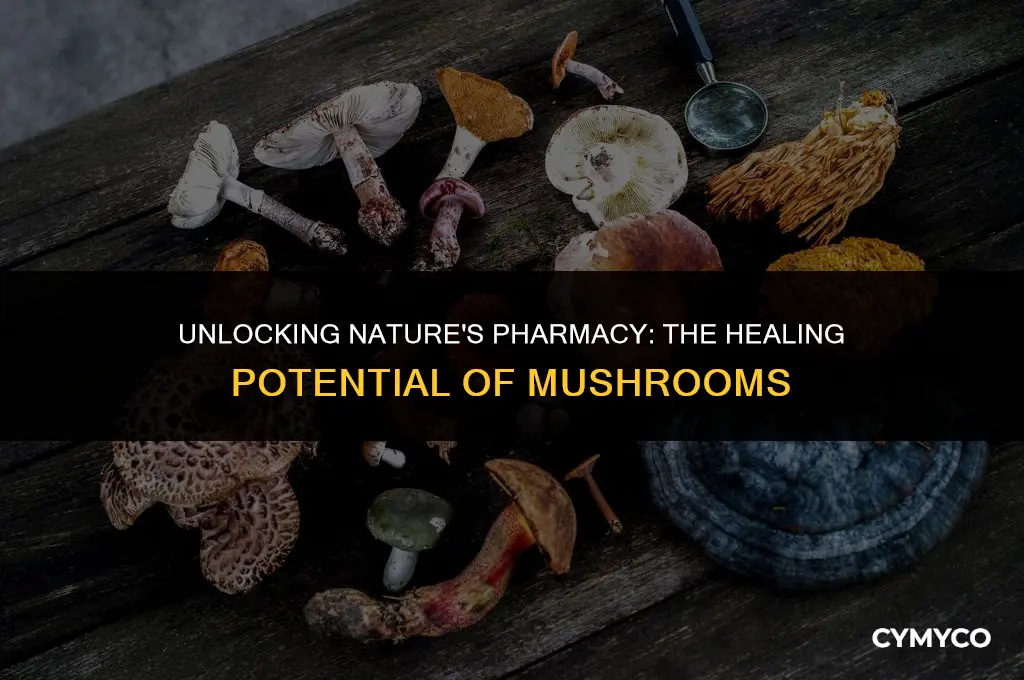 can mushrooms heal the body