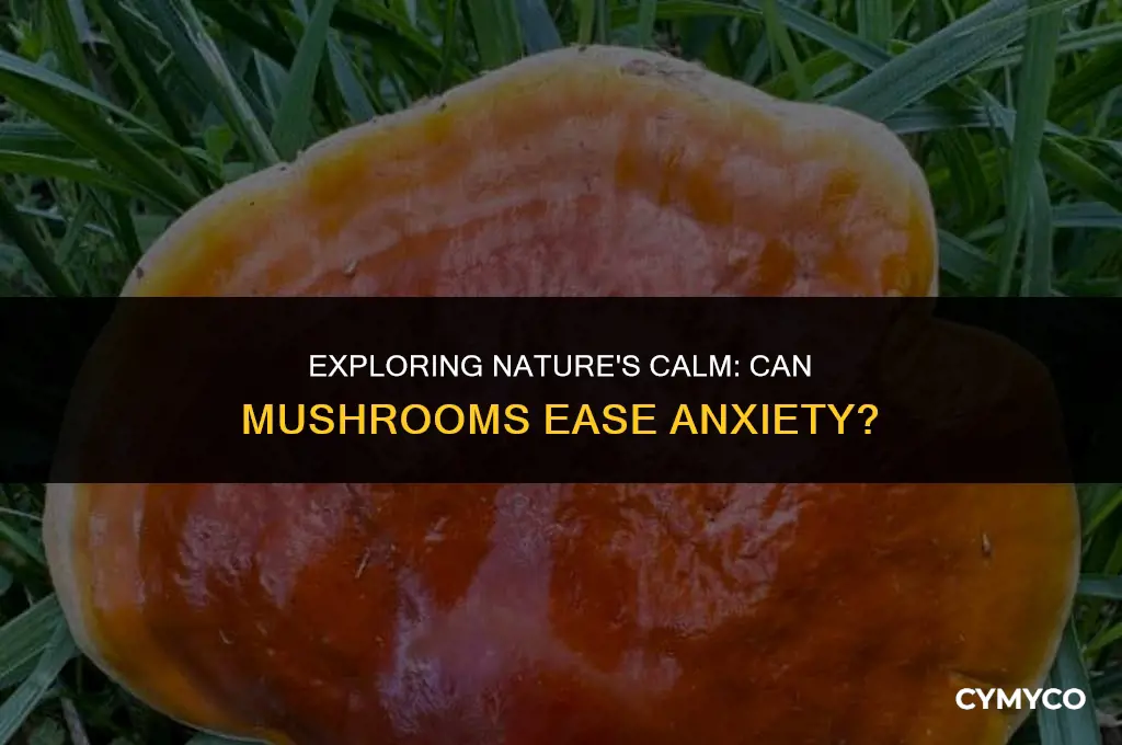 can mushrooms help anxiety