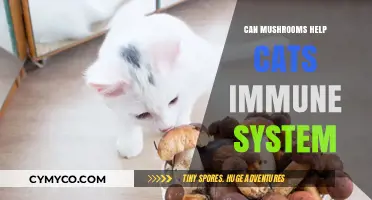 Boosting Feline Immunity: The Surprising Benefits of Mushrooms for Cats