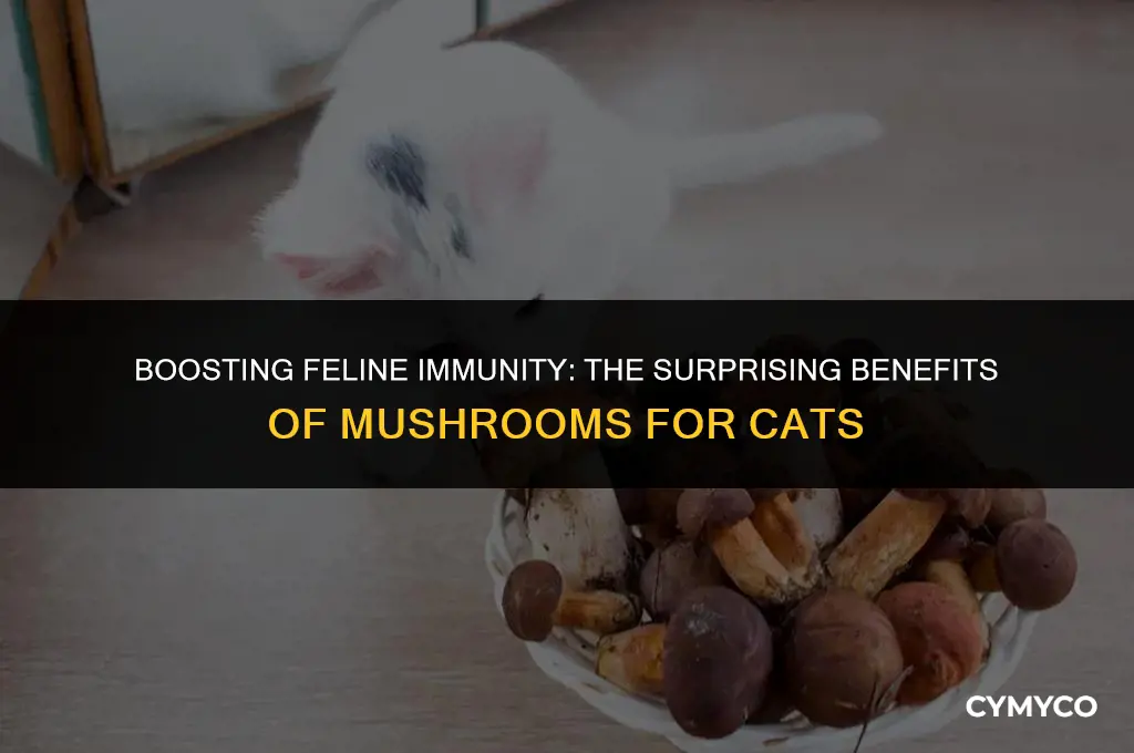 can mushrooms help cats immune system
