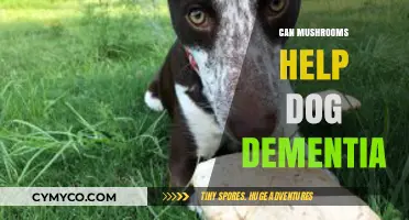 Exploring the Potential of Mushrooms in Alleviating Dog Dementia