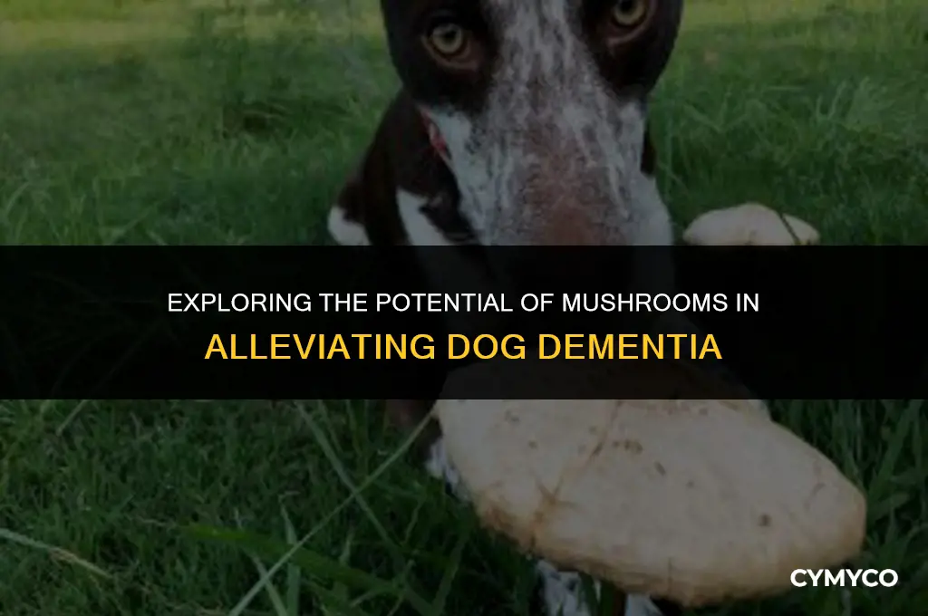 can mushrooms help dog dementia