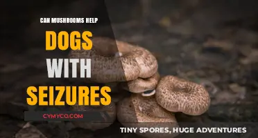Exploring the Potential of Mushrooms in Alleviating Canine Seizures
