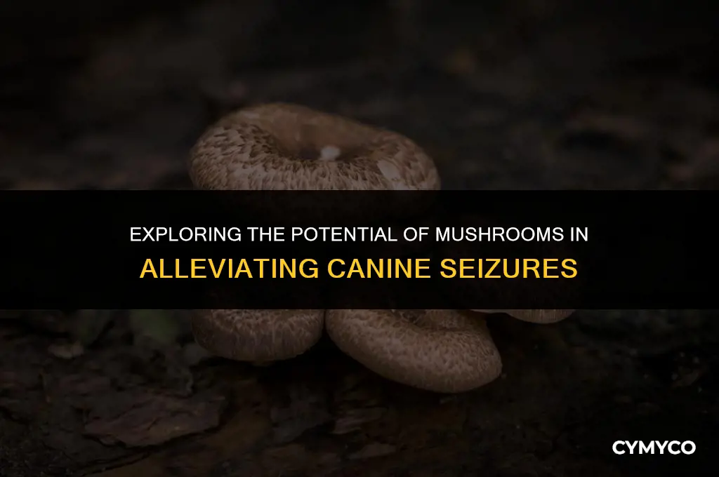 can mushrooms help dogs with seizures