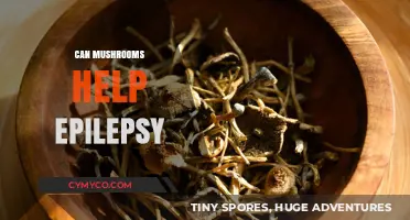 Exploring the Potential of Mushrooms in Epilepsy Management