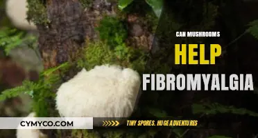 Exploring the Potential of Mushrooms in Alleviating Fibromyalgia Symptoms