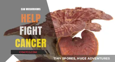 Exploring the Potential of Mushrooms in Cancer Treatment