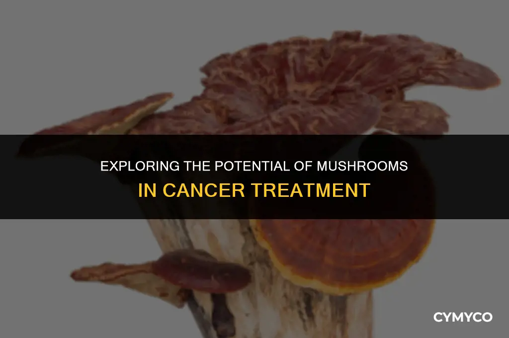 can mushrooms help fight cancer