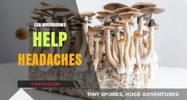 Exploring Nature's Relief: Can Mushrooms Ease Headache Woes?
