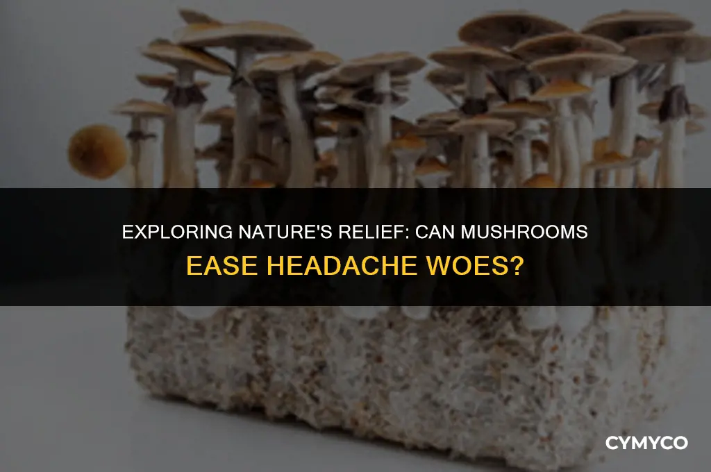 can mushrooms help headaches