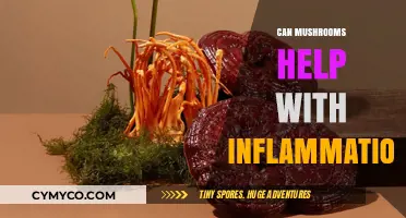 Exploring the Anti-Inflammatory Potential of Mushrooms: A Natural Approach to Wellness