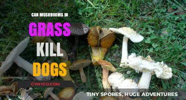 Toxic Mushrooms in Lawns: A Hidden Danger for Dogs