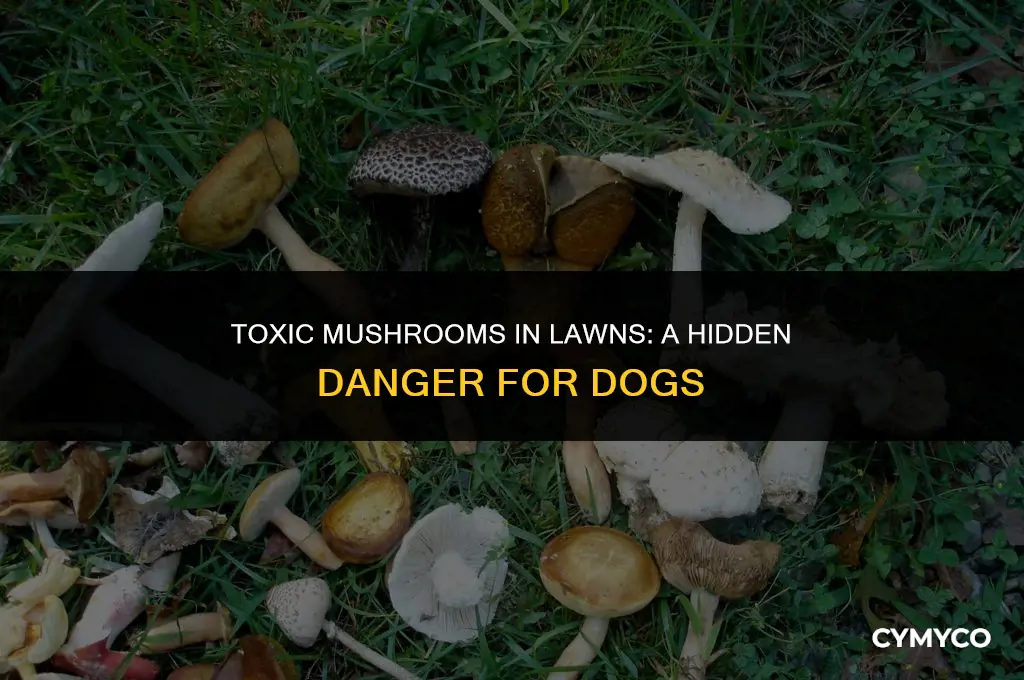 can mushrooms in grass kill dogs