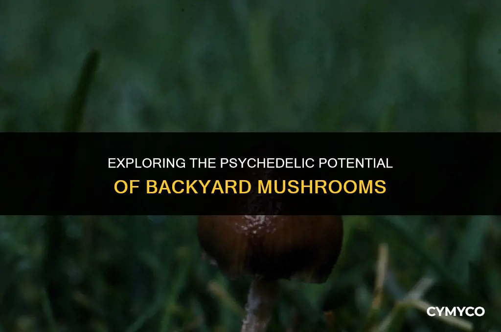 can mushrooms in your yard get you high