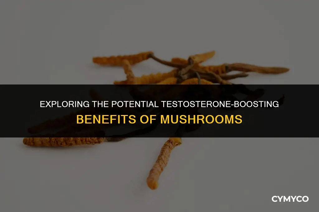 can mushrooms increase testosterone