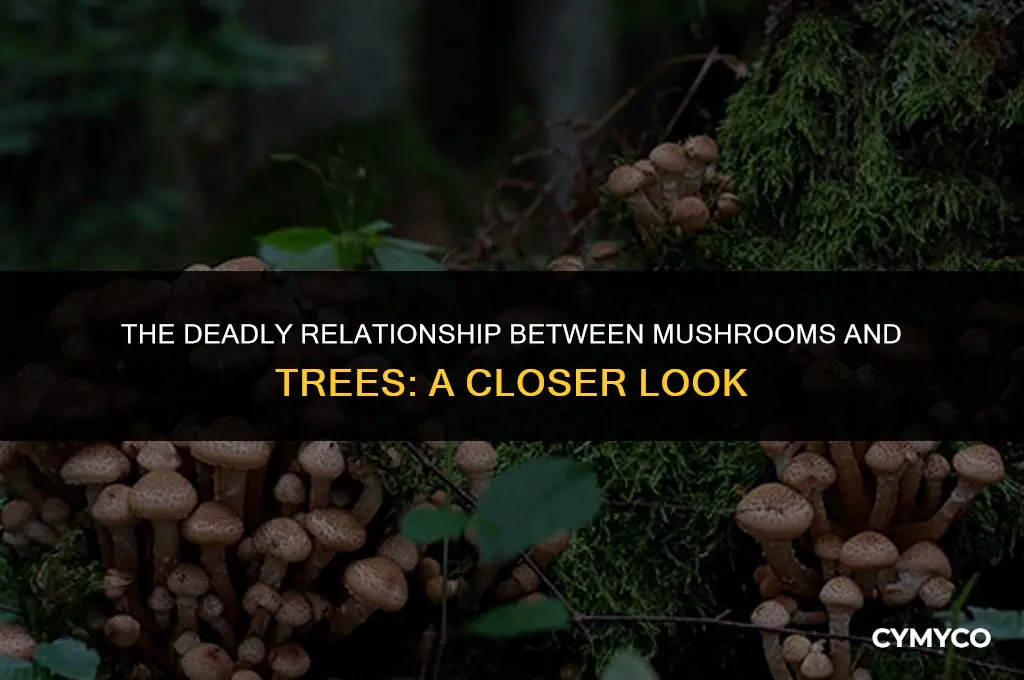 can mushrooms kill a tree