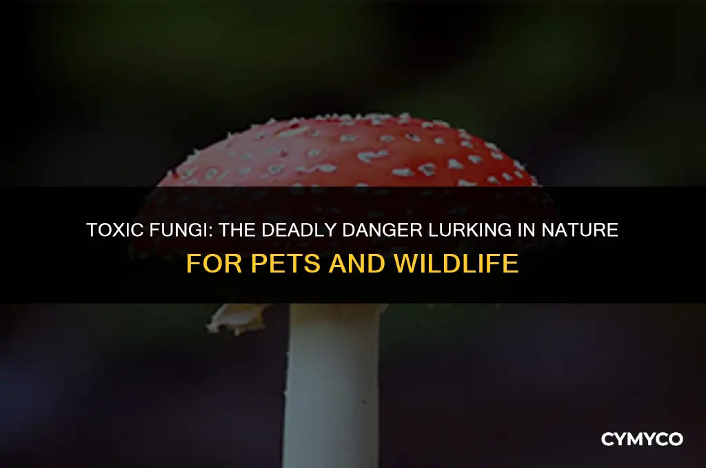 can mushrooms kill animals
