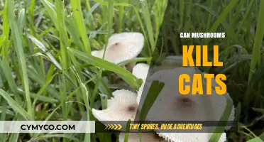 Toxic Truth: The Deadly Danger Mushrooms Pose to Cats