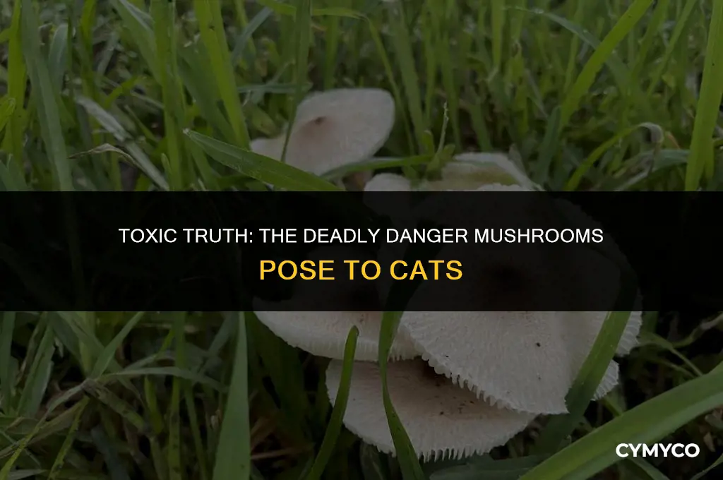 can mushrooms kill cats