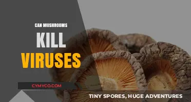 Exploring the Viral-Killing Potential of Mushrooms: A Scientific Journey