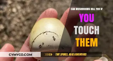 Deadly Mushrooms: The Hidden Killers Lurking in Nature