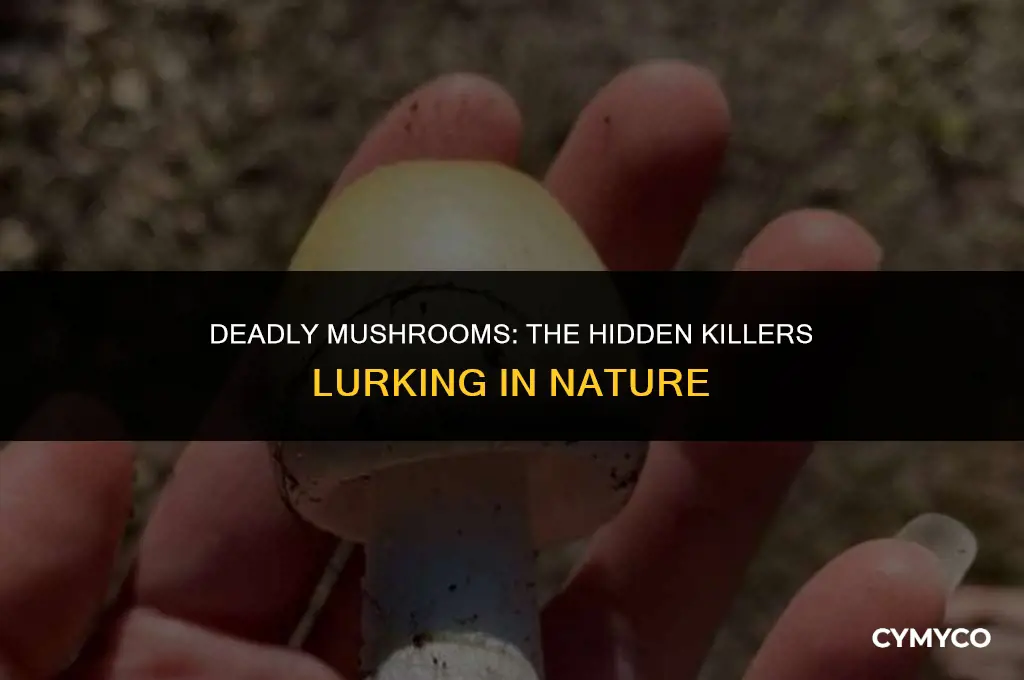 can mushrooms kill you if you touch them