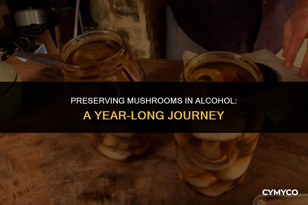 can mushrooms last in alcohol for a year