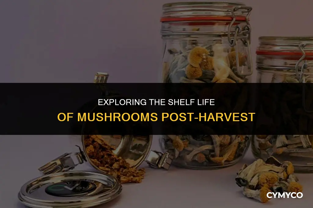 can mushrooms live after being picked