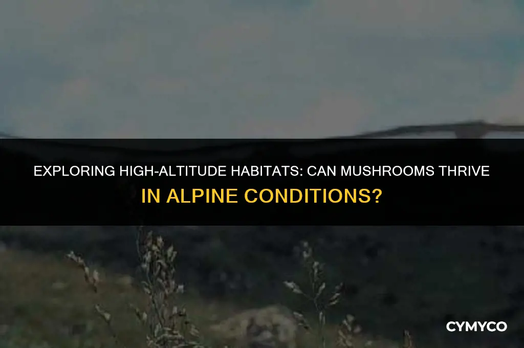 can mushrooms live in the alpine