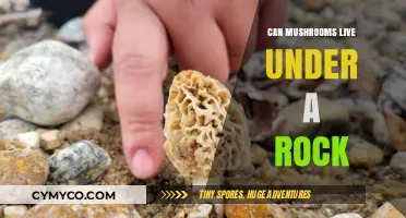 Exploring the Hidden World: Mushrooms Thriving Under Rocks