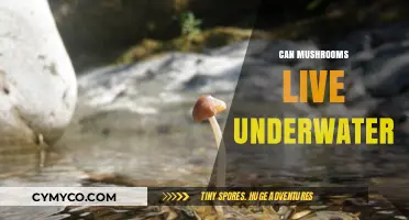 Exploring the Depths: Can Mushrooms Thrive Underwater?