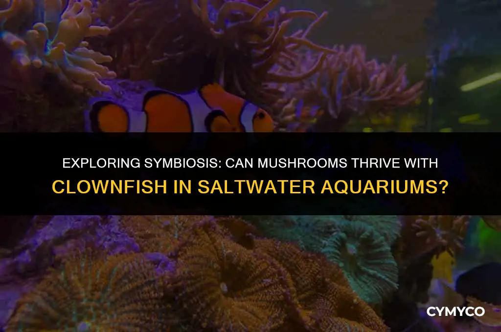 can mushrooms live with clown fish in salt water aquariums