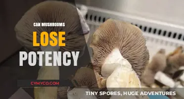 Exploring the Shelf Life of Magic Mushrooms: Can Potency Fade?